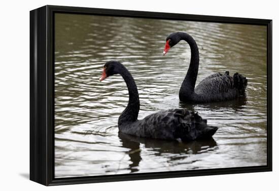 Black Swans-Denise Swanson-Framed Premier Image Canvas