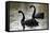 Black Swans-Denise Swanson-Framed Premier Image Canvas