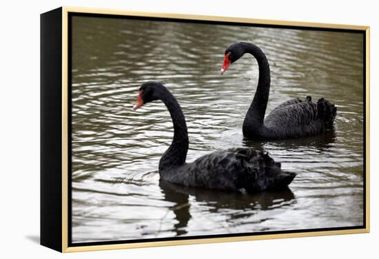 Black Swans-Denise Swanson-Framed Premier Image Canvas