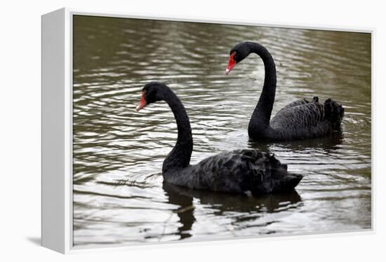 Black Swans-Denise Swanson-Framed Premier Image Canvas