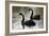 Black Swans-Denise Swanson-Framed Photographic Print