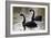 Black Swans-Denise Swanson-Framed Photographic Print