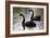 Black Swans-Denise Swanson-Framed Photographic Print