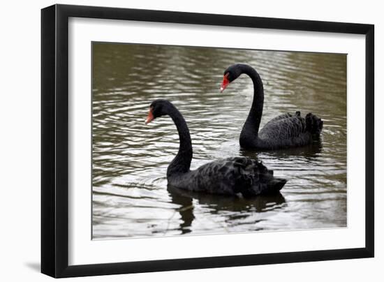 Black Swans-Denise Swanson-Framed Photographic Print