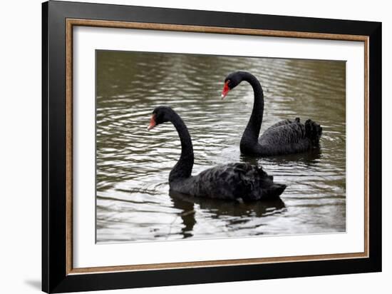 Black Swans-Denise Swanson-Framed Photographic Print