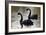 Black Swans-Denise Swanson-Framed Photographic Print