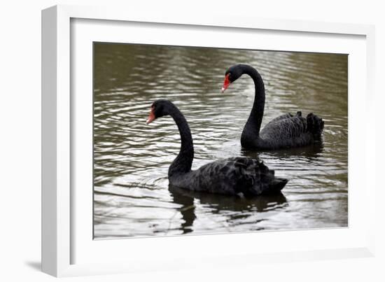 Black Swans-Denise Swanson-Framed Photographic Print