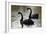 Black Swans-Denise Swanson-Framed Photographic Print