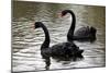 Black Swans-Denise Swanson-Mounted Photographic Print