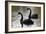 Black Swans-Denise Swanson-Framed Photographic Print