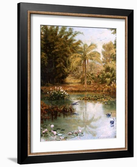 Black Swans-Charles E Gordon Frazer-Framed Photographic Print