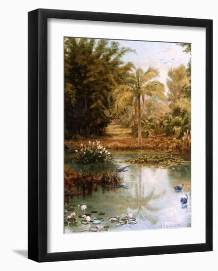 Black Swans-Charles E Gordon Frazer-Framed Photographic Print