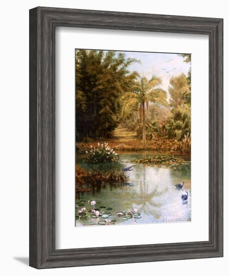 Black Swans-Charles E Gordon Frazer-Framed Photographic Print