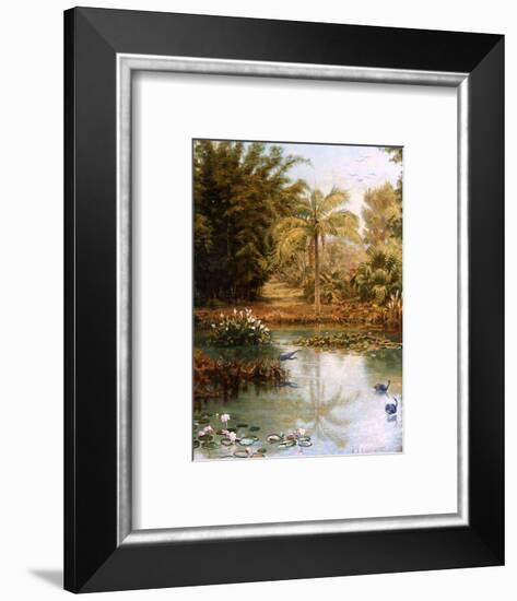 Black Swans-Charles E Gordon Frazer-Framed Photographic Print