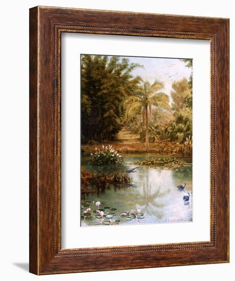 Black Swans-Charles E Gordon Frazer-Framed Photographic Print