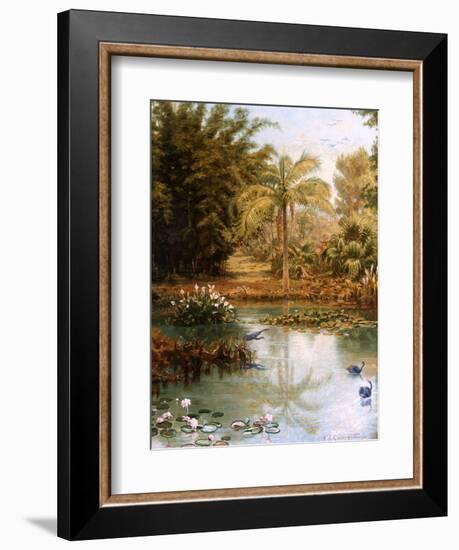 Black Swans-Charles E Gordon Frazer-Framed Photographic Print