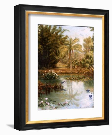 Black Swans-Charles E Gordon Frazer-Framed Photographic Print