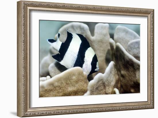 Black-tail Dascyllus-Georgette Douwma-Framed Photographic Print