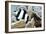 Black-tail Dascyllus-Georgette Douwma-Framed Photographic Print