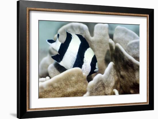 Black-tail Dascyllus-Georgette Douwma-Framed Photographic Print