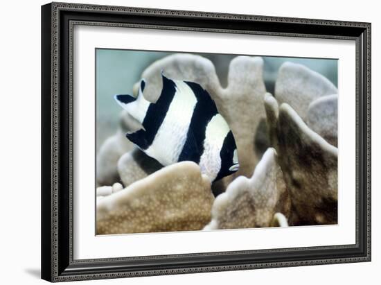 Black-tail Dascyllus-Georgette Douwma-Framed Photographic Print