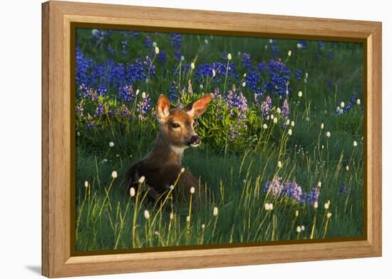 Black Tail Deer Fawn, Alpine Wildflowers-Ken Archer-Framed Premier Image Canvas