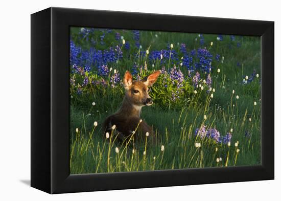 Black Tail Deer Fawn, Alpine Wildflowers-Ken Archer-Framed Premier Image Canvas