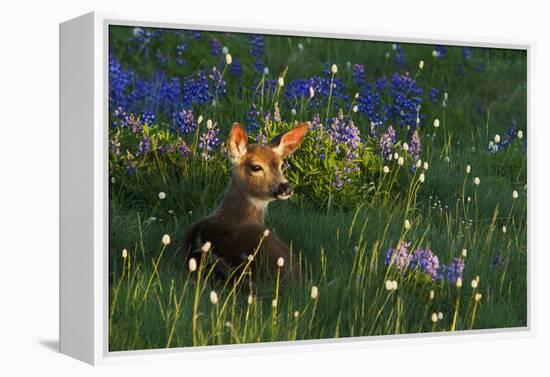 Black Tail Deer Fawn, Alpine Wildflowers-Ken Archer-Framed Premier Image Canvas