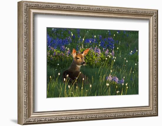 Black Tail Deer Fawn, Alpine Wildflowers-Ken Archer-Framed Photographic Print