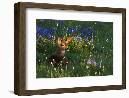 Black Tail Deer Fawn, Alpine Wildflowers-Ken Archer-Framed Photographic Print