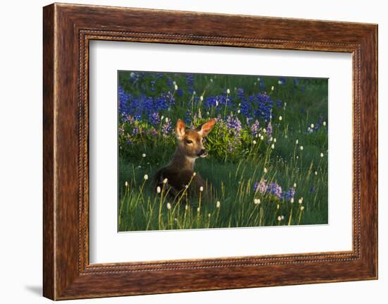 Black Tail Deer Fawn, Alpine Wildflowers-Ken Archer-Framed Photographic Print