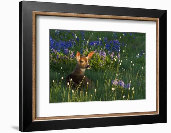 Black Tail Deer Fawn, Alpine Wildflowers-Ken Archer-Framed Photographic Print