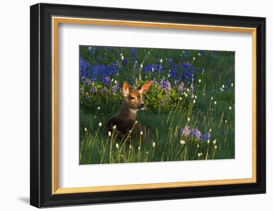 Black Tail Deer Fawn, Alpine Wildflowers-Ken Archer-Framed Photographic Print