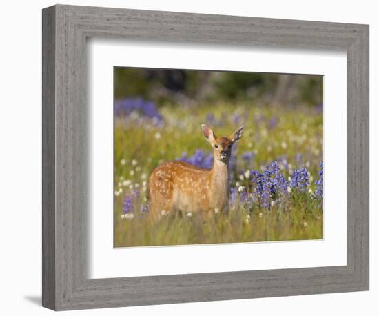 Black-Tail Fawn (Odocoileus Hemionus Columbianus) in Lupine Field, Olympic Nat'l Park, USA-Gary Luhm-Framed Photographic Print