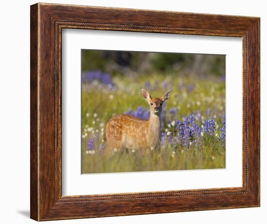 Black-Tail Fawn (Odocoileus Hemionus Columbianus) in Lupine Field, Olympic Nat'l Park, USA-Gary Luhm-Framed Photographic Print