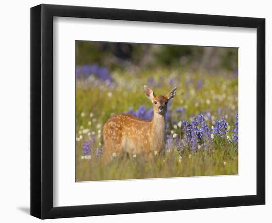 Black-Tail Fawn (Odocoileus Hemionus Columbianus) in Lupine Field, Olympic Nat'l Park, USA-Gary Luhm-Framed Photographic Print