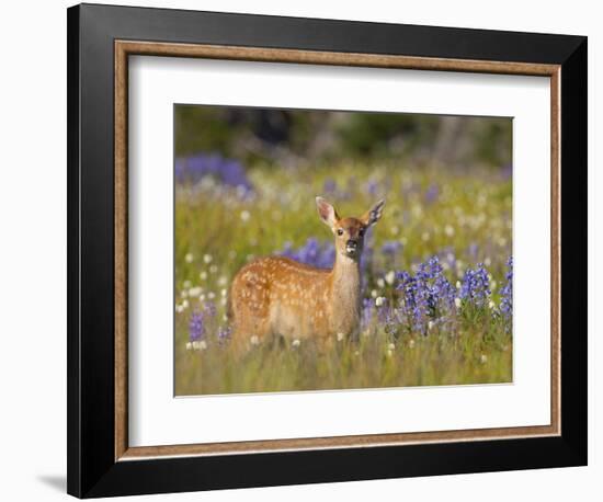 Black-Tail Fawn (Odocoileus Hemionus Columbianus) in Lupine Field, Olympic Nat'l Park, USA-Gary Luhm-Framed Photographic Print