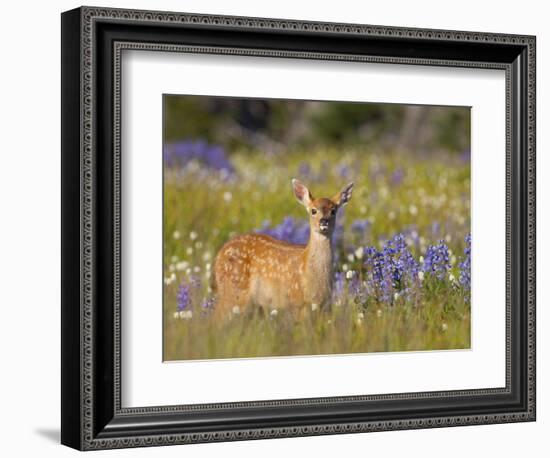 Black-Tail Fawn (Odocoileus Hemionus Columbianus) in Lupine Field, Olympic Nat'l Park, USA-Gary Luhm-Framed Photographic Print