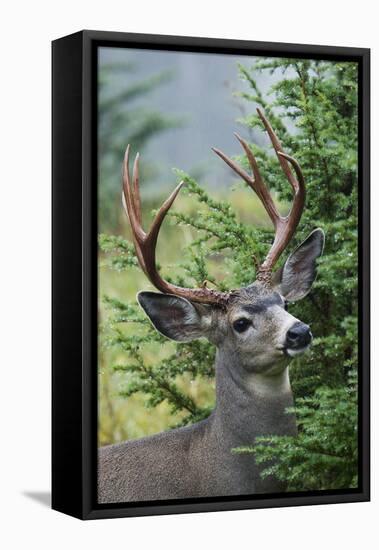 Black-tailed Deer Buck, Mount Rainier National Park, Washington-Ken Archer-Framed Premier Image Canvas