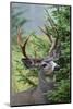 Black-tailed Deer Buck, Mount Rainier National Park, Washington-Ken Archer-Mounted Photographic Print