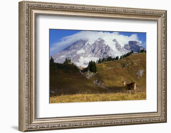 Black-tailed Deer Buck, Mount Rainier-Ken Archer-Framed Photographic Print