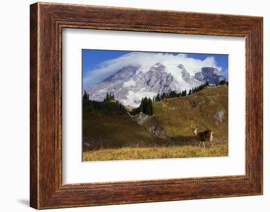 Black-tailed Deer Buck, Mount Rainier-Ken Archer-Framed Photographic Print