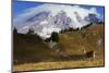 Black-tailed Deer Buck, Mount Rainier-Ken Archer-Mounted Photographic Print