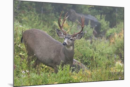 Black-tailed Deer Buck-Ken Archer-Mounted Premium Photographic Print