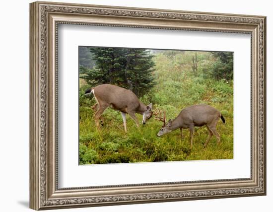 Black-tailed Deer Bucks Sparring-Ken Archer-Framed Photographic Print