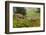 Black-tailed Deer Bucks Sparring-Ken Archer-Framed Photographic Print