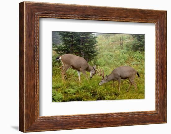Black-tailed Deer Bucks Sparring-Ken Archer-Framed Photographic Print