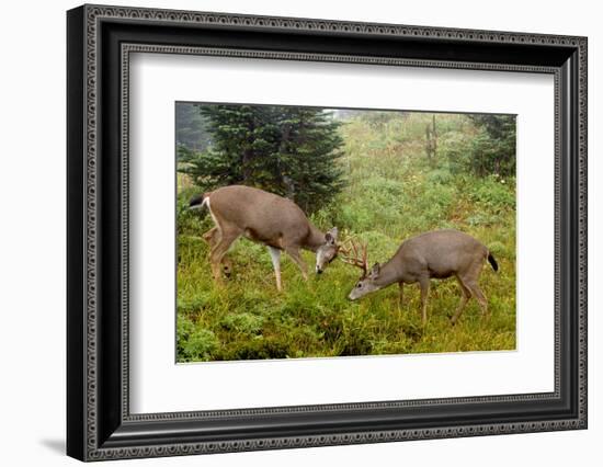 Black-tailed Deer Bucks Sparring-Ken Archer-Framed Photographic Print
