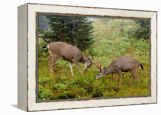 Black-tailed Deer Bucks Sparring-Ken Archer-Framed Premier Image Canvas