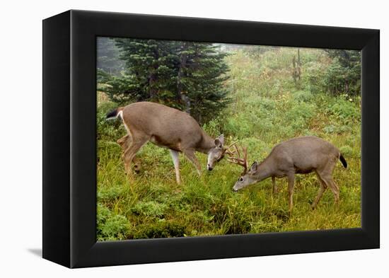 Black-tailed Deer Bucks Sparring-Ken Archer-Framed Premier Image Canvas